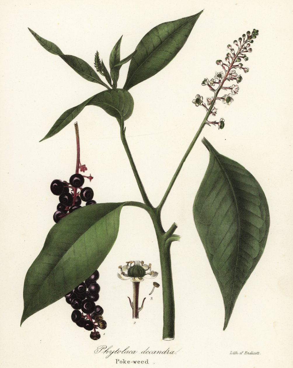 Szkarłatka , Phytolacca americana (Phytolaca decandra) autorstwa Endicott Endicott