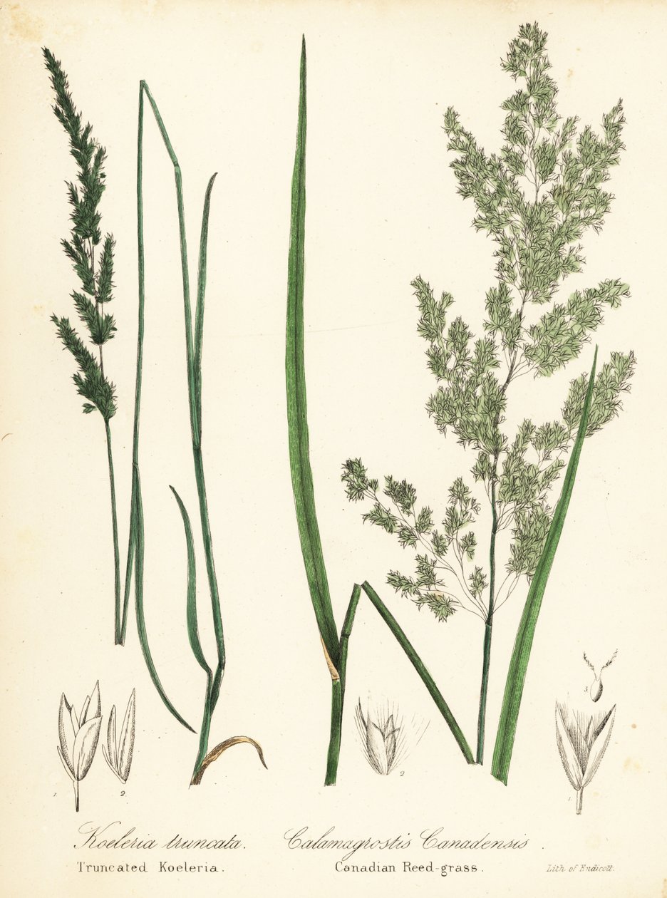 Łuska preriowa, Sphenopholis obtusata i trzcinnik kanadyjski, Calamagrostis canadensis autorstwa Endicott Endicott