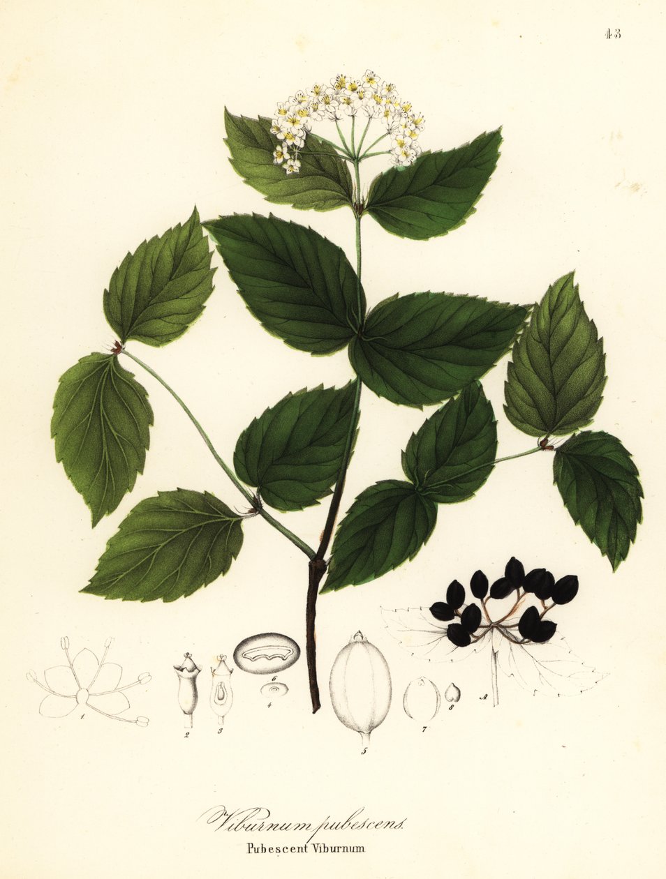 Kalina dojrzewania, kalina pubescens autorstwa Endicott Endicott