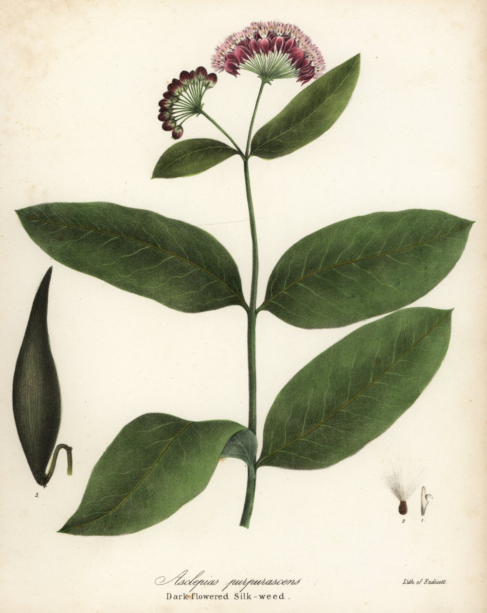Mlecz purpurowy lub ciemnokwiatowy jedwabnik, Asclepias purpurascens autorstwa Endicott Endicott