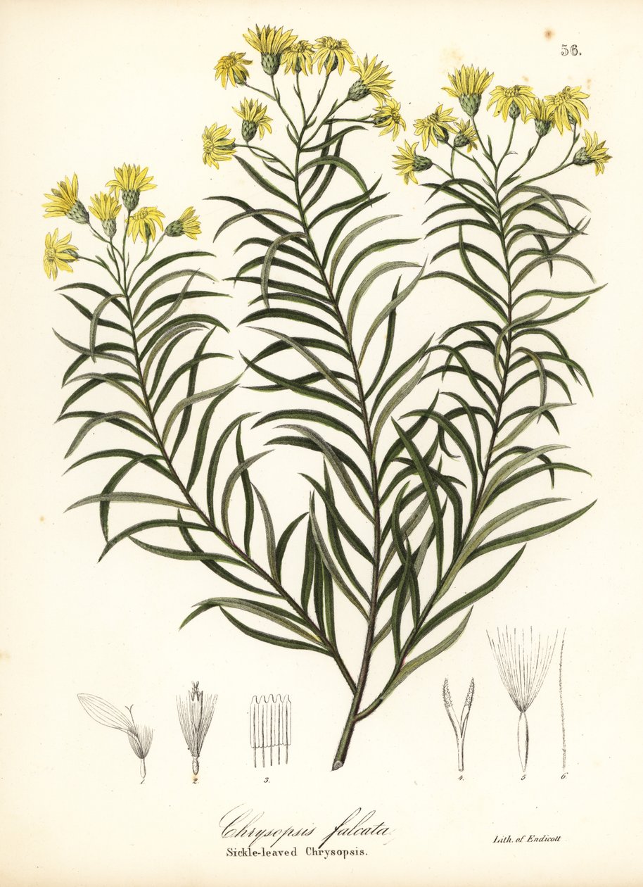 Trawa sierpowata lub złocisty aster sierpowaty, Pityopsis falcata (chrysopsis sierpowaty, Chrysopsis falcata) autorstwa Endicott Endicott