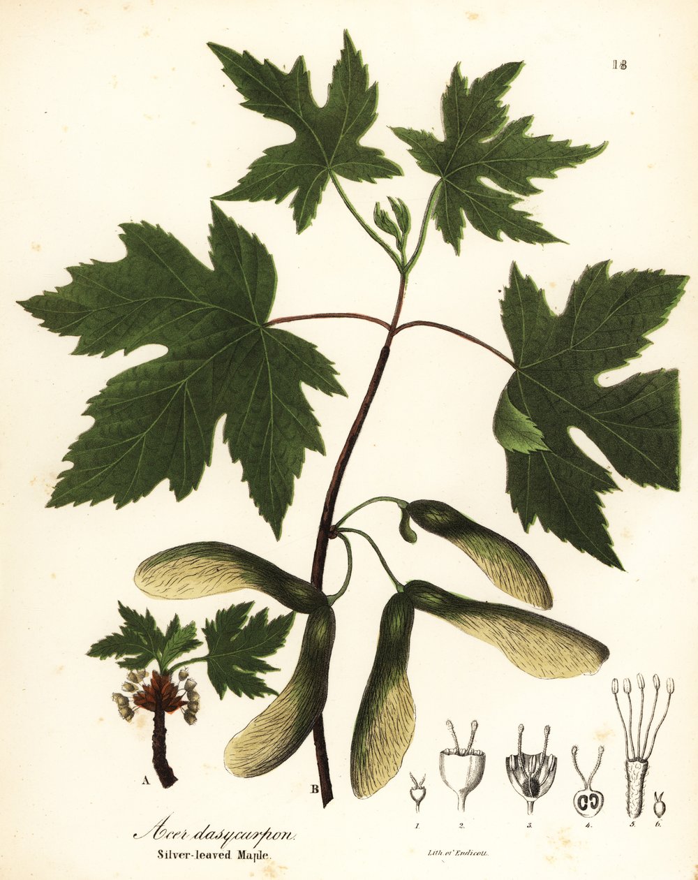 Klon srebrzysty, Acer saccharinum (klon srebrzystolistny, Acer dasycarpum) autorstwa Endicott Endicott