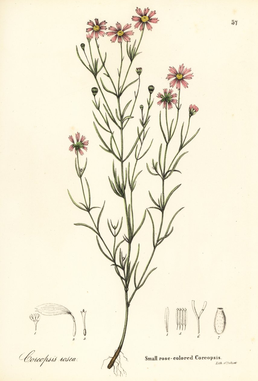 Mały różowaty coreopsis , Coreopsis rosea autorstwa Endicott Endicott