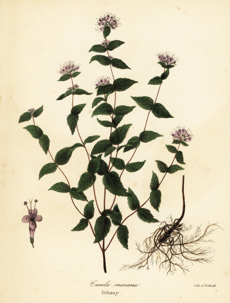 Mięta kamienna, mięta mrozowa, lebiodka i lebiodka amerykańska, Cunila origanoids (Cunila mariana) autorstwa Endicott Endicott