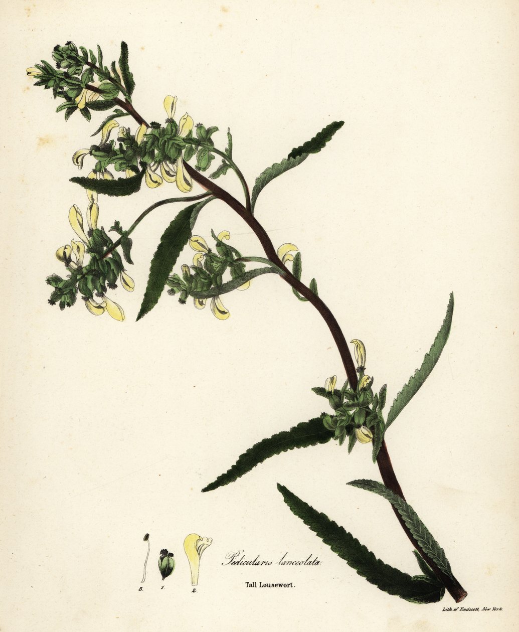 Wysoki gnidosz lub gnidosz bagienny, Pedicularis lanceolata autorstwa Endicott Endicott
