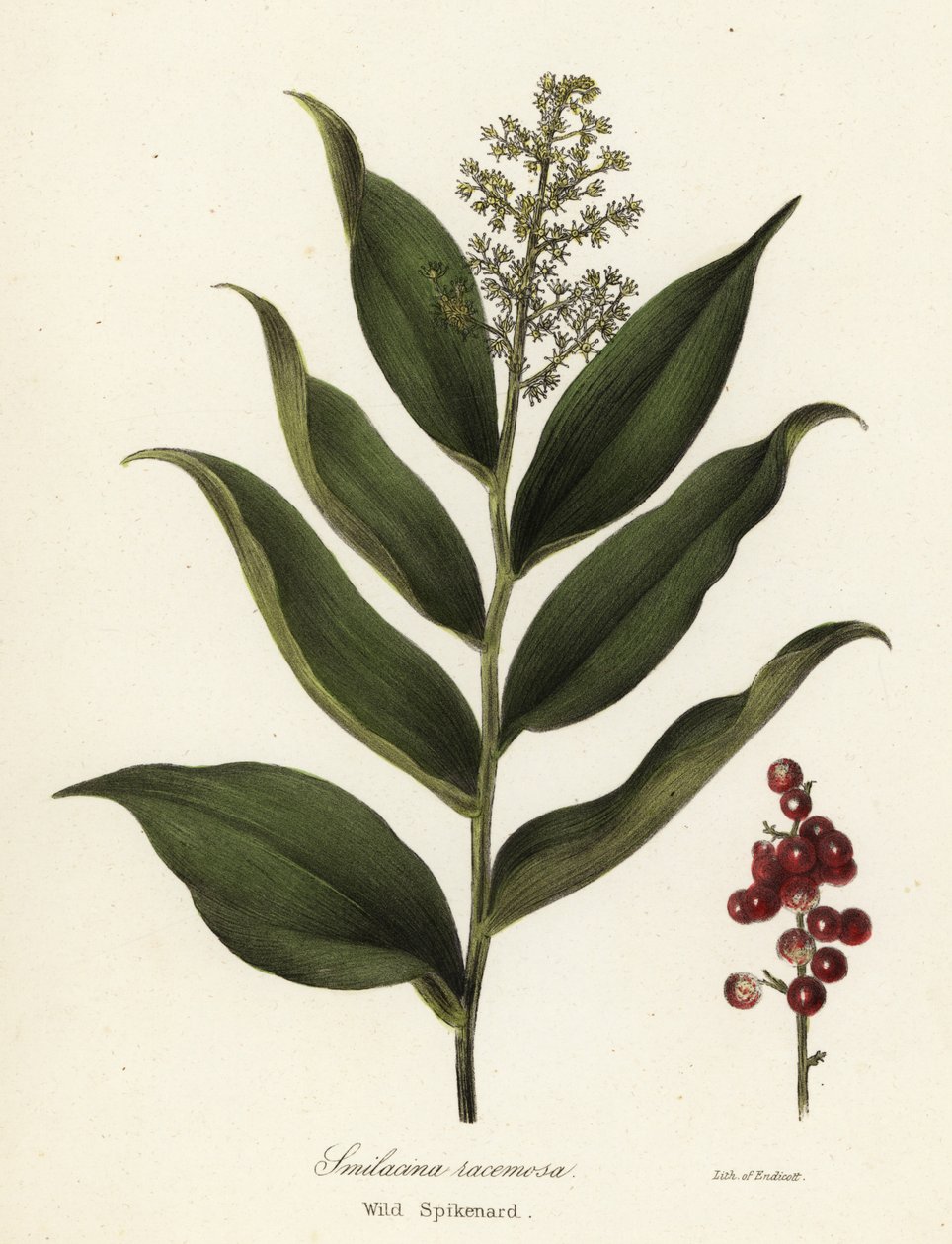Treacleberry, Maiantemum racemosum (Dziki szpikanard, Smilacina racemosa) autorstwa Endicott Endicott