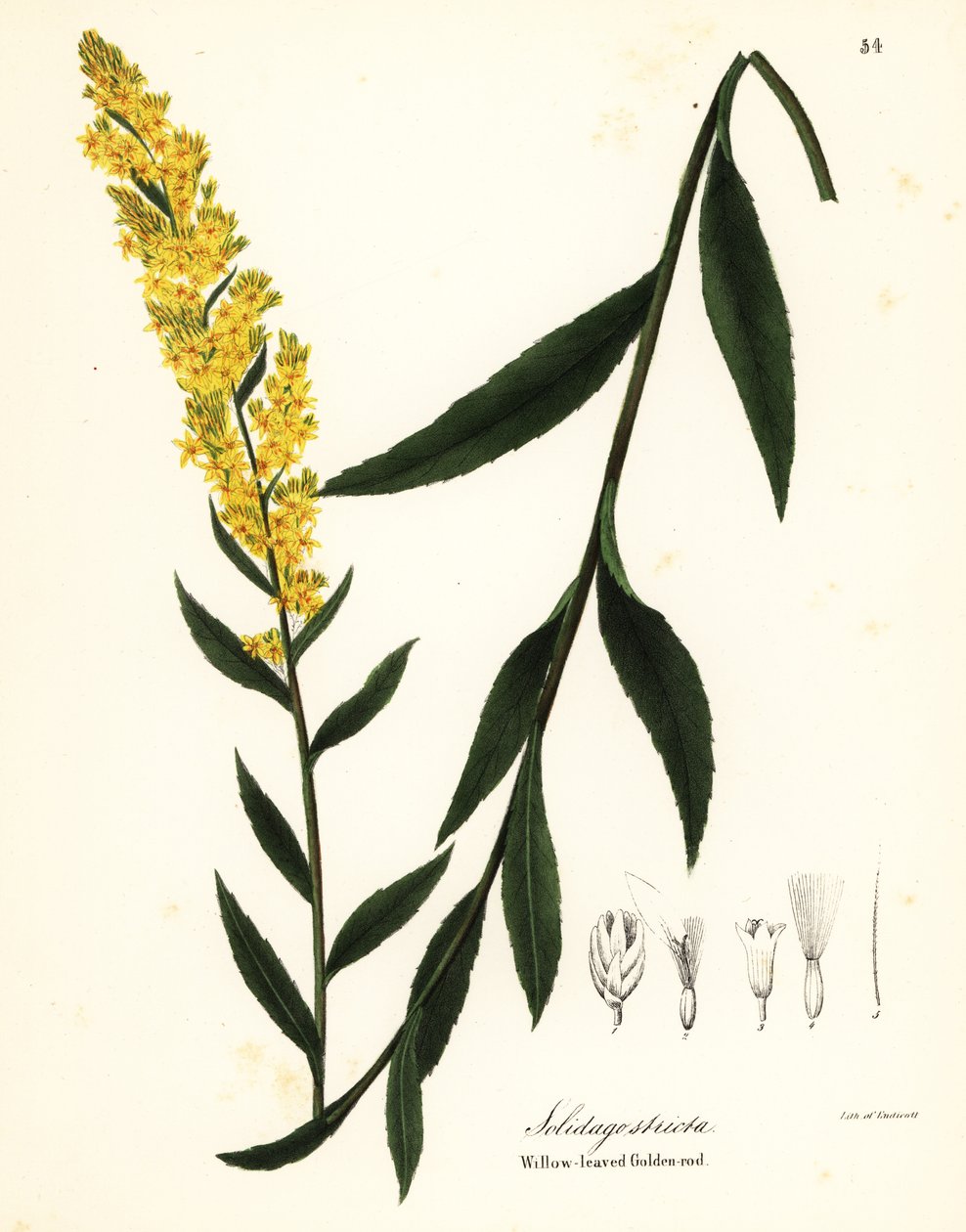 Nawłoć różdżkowa, nawłoć wierzbowa lub nawłoć wierzbowa, Solidago stricta autorstwa Endicott Endicott