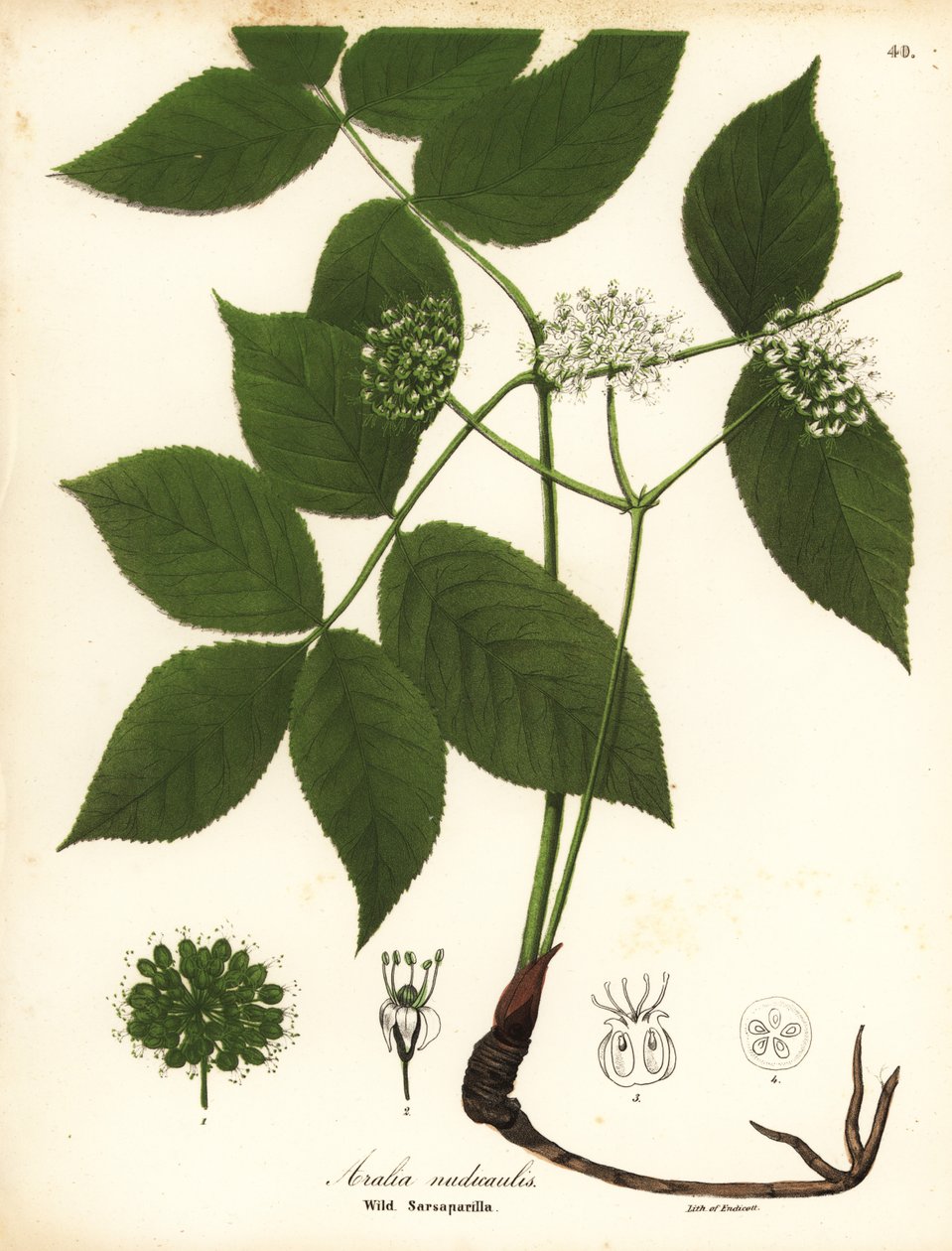 Dzika sarsaparilla, Aralia nudicaulis autorstwa Endicott Endicott