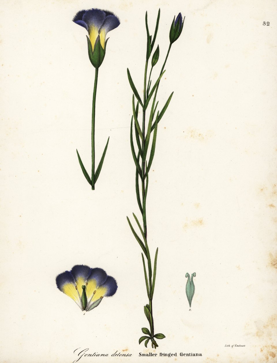 Wiatrak goryczka z frędzlami , Gentianopsis detonsa ( Gentiana detonsa z małymi frędzlami , Gentiana detonsa ) autorstwa Endicott Endicott