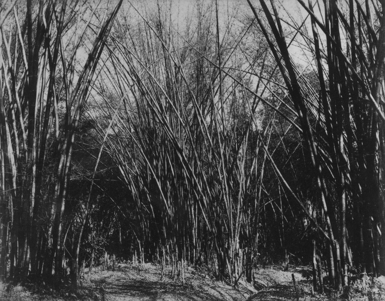 Kępka Bambusa, Trynidad, ok. 1891 autorstwa English Photographer