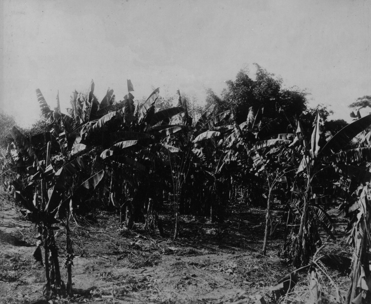 Uprawa bananów, Trynidad, ok. 1891 autorstwa English Photographer