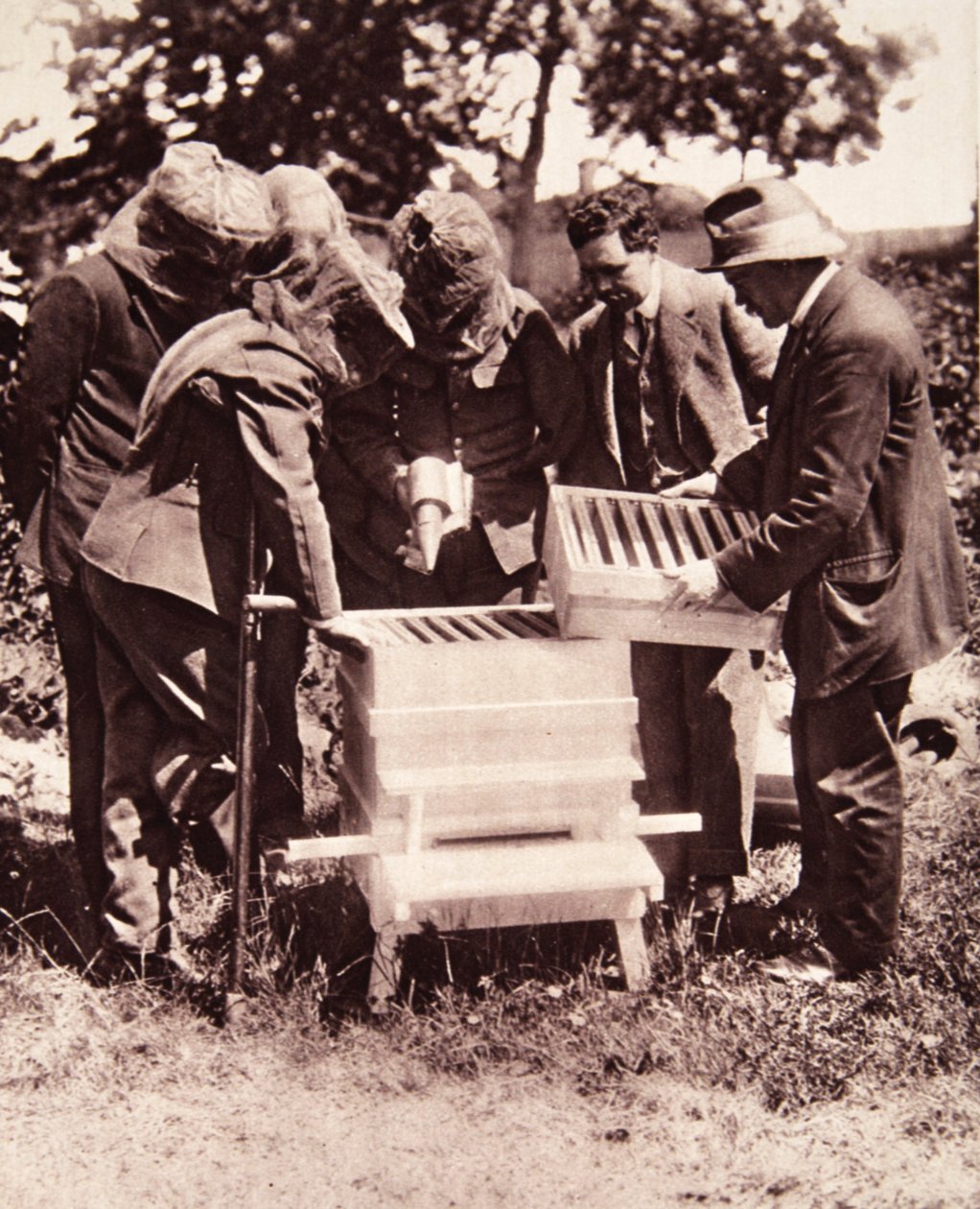 Nauka pszczelarstwa według schematu Lorda Eglintona: zamaskowana klasa przy ulach, z The Illustrated War News, 5 lipca 1916 (zdjęcie w sepii) autorstwa English Photographer