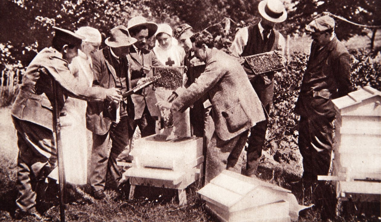 Szkolenie pszczelarskie według schematu Lorda Eglintona: badanie grzebienia, z The Illustrated War News, 5 lipca 1916 (zdjęcie w sepii) autorstwa English Photographer