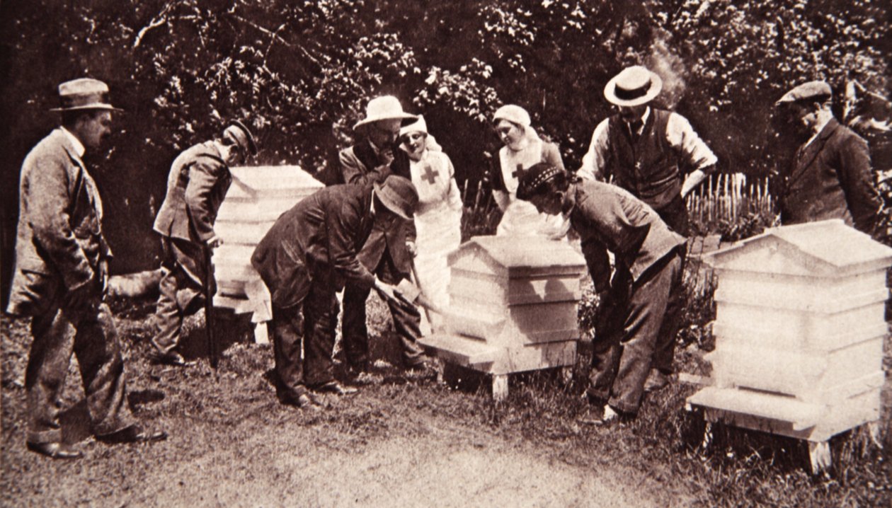 Instrukcja pszczelarstwa według schematu Lorda Eglintonsa: fumigacja, z The Illustrated War News, 5 lipca 1916 (zdjęcie w sepii) autorstwa English Photographer