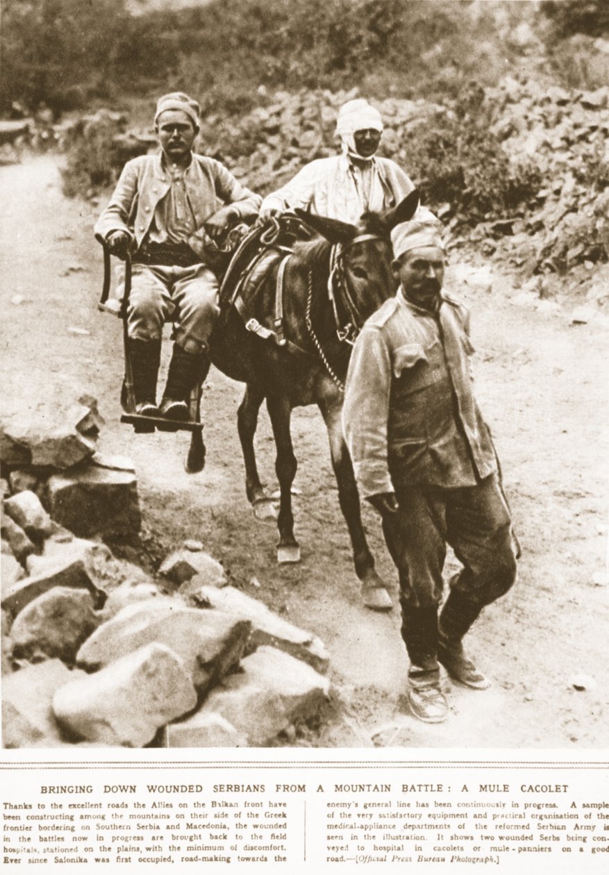 Sprowadzenie rannych Serbów z górskiej bitwy: kacolet mułów, ilustracja z The Illustrated War News, wrzesień 1916 (zdjęcie w sepii) autorstwa English Photographer