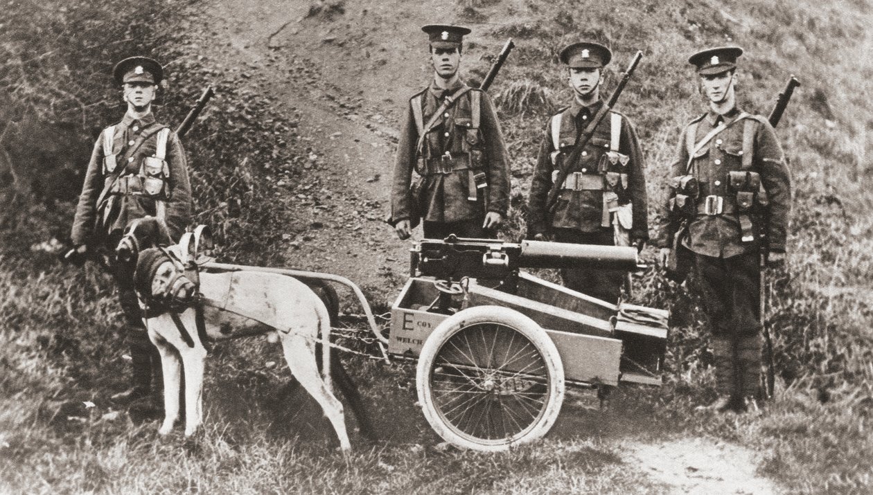 Armia brytyjska używająca psów do wyciągania karabinu maszynowego podczas I wojny światowej, z „The Illustrated War News”, 1915 autorstwa English Photographer