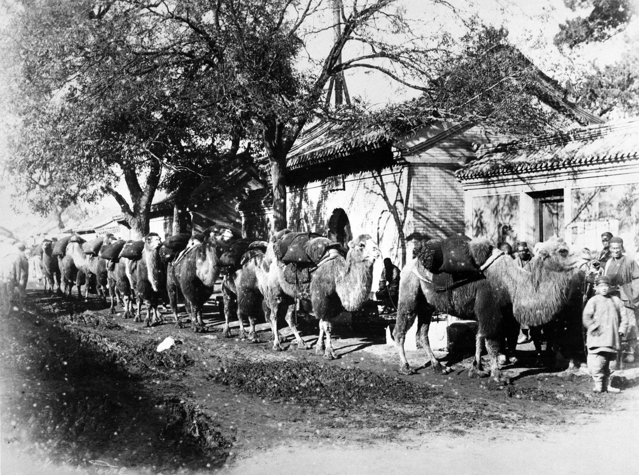 Karawana wielbłądów na obrzeżach Pekinu, ok. 1875 r autorstwa English Photographer