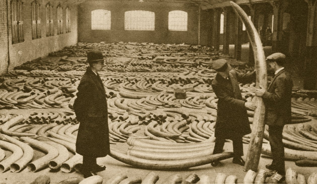 Ivory w sklepie w London Docks (zdjęcie w sepii) autorstwa English Photographer