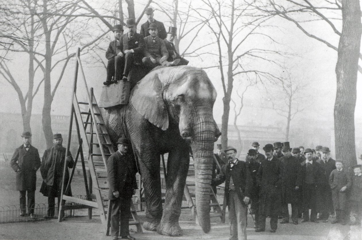 Jumbo na schodach ZSL London Zoo, prawdopodobnie marzec 1882 r. autorstwa English Photographer
