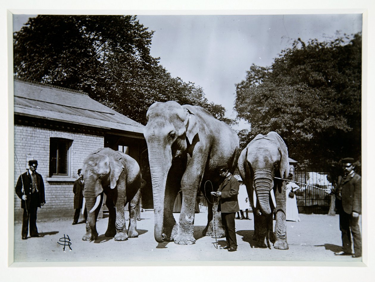 Słoń Jumbo w londyńskim zoo, lata 70. XIX wieku autorstwa English Photographer