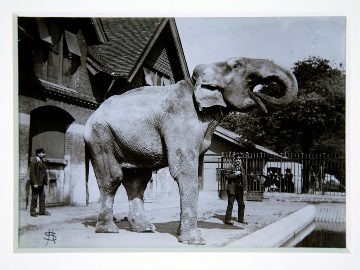 Słoń Jumbo w londyńskim zoo, lata 70. XIX wieku autorstwa English Photographer