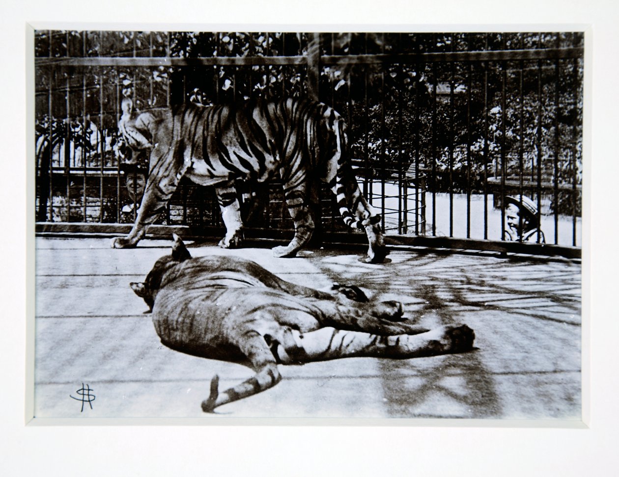 Tygrysy w londyńskim zoo, lata 70. XIX wieku autorstwa English Photographer