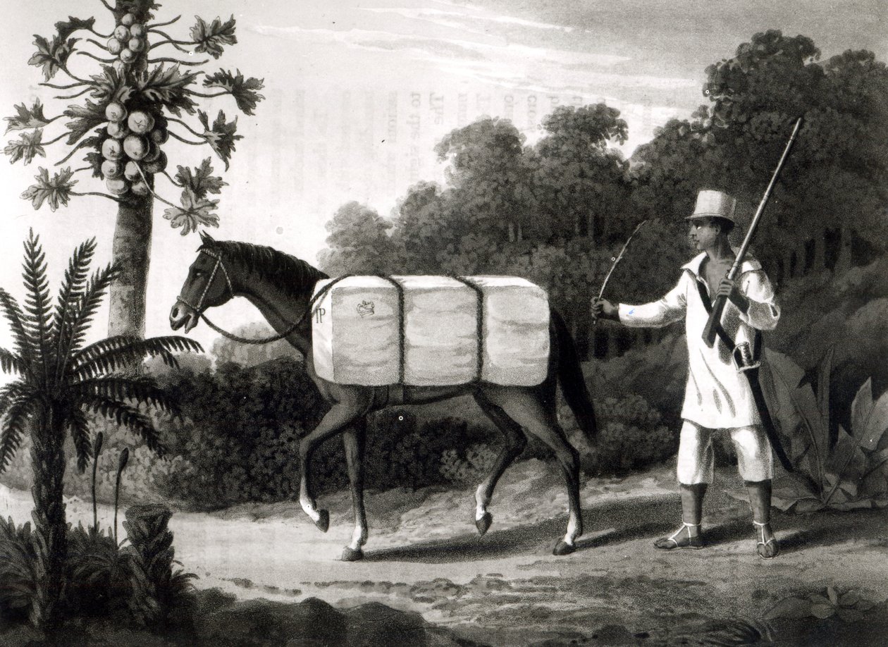Nosidełko bawełniane z „Podróży po Brazylii”, 1819 (druk bw) autorstwa English School