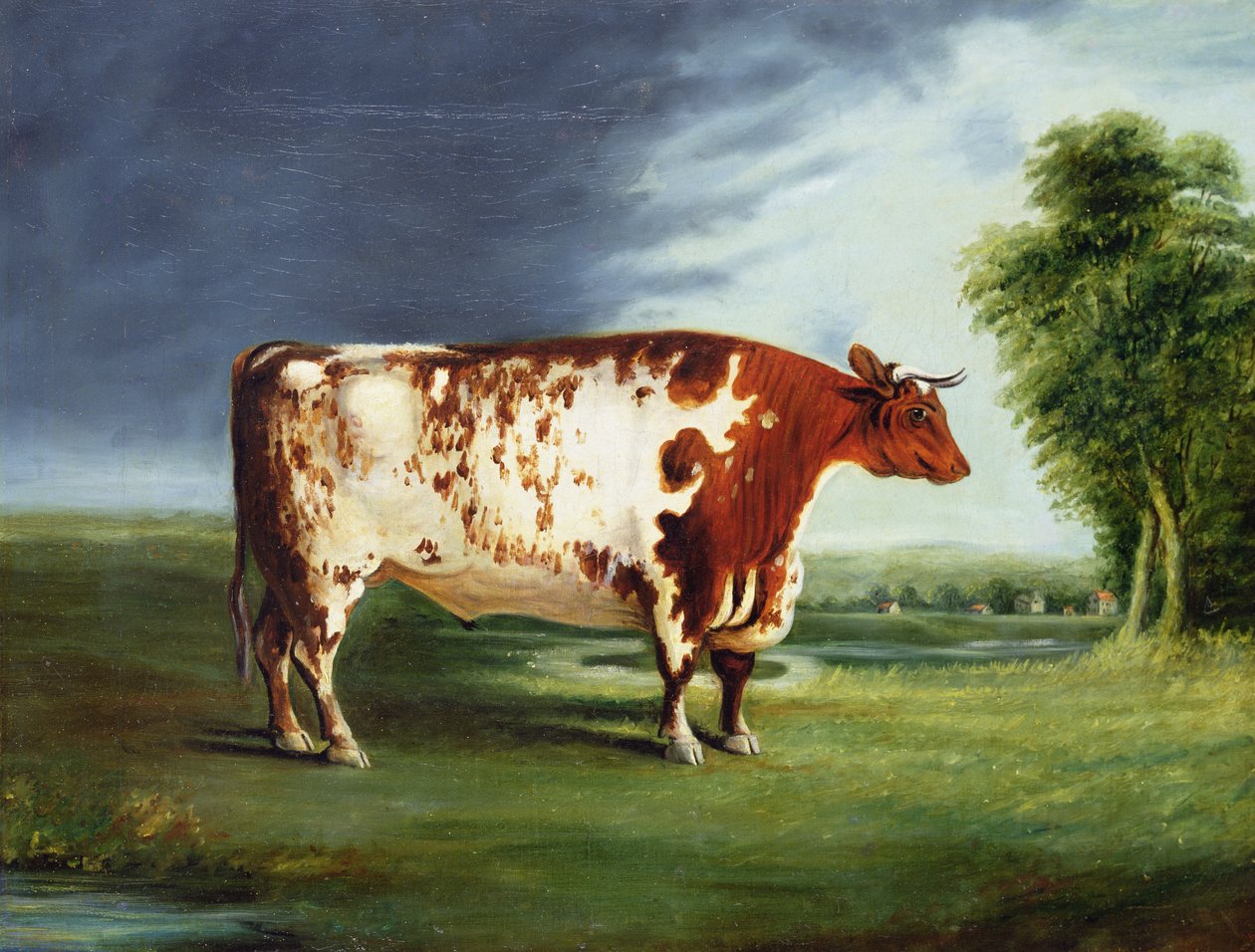 Nagroda Bull, prawdopodobnie Durham Shorthorn, c.1820 autorstwa English School