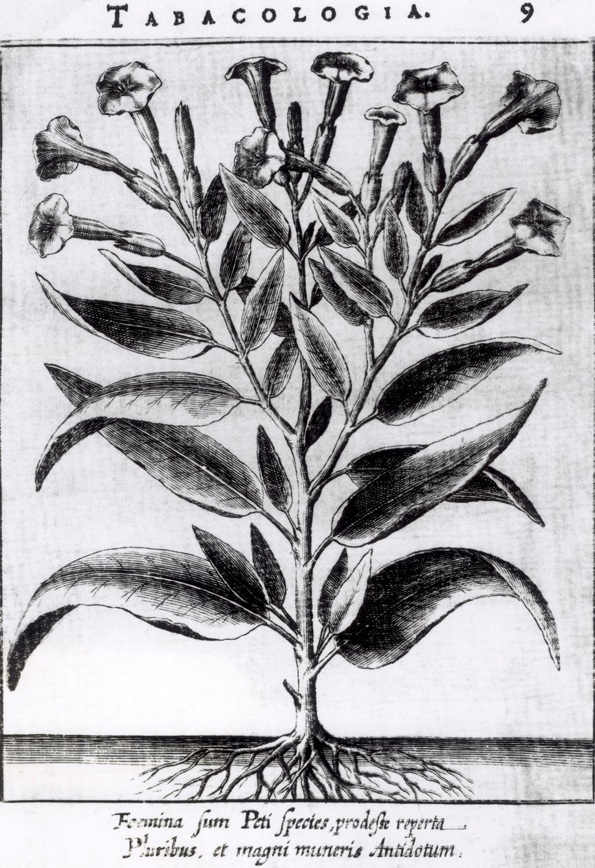Fabryka tytoniu, 1622 autorstwa English School