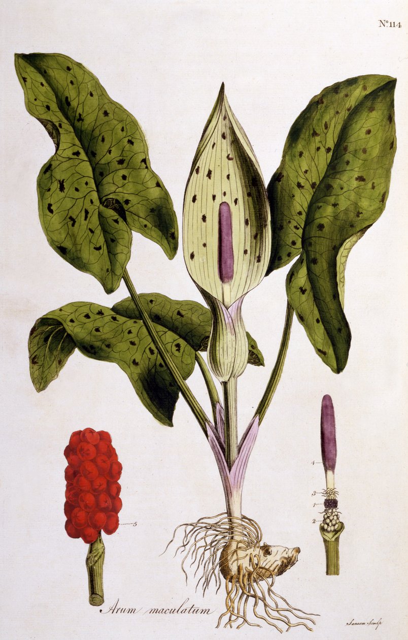 Arum Maculatum, Tabliczka 114 z Flora Londiniensis autorstwa Williama Curtisa, wydana w 1775 r. (rycina ręcznie kolorowana) autorstwa English School