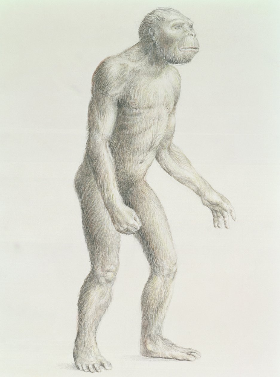 Australopithecus boisei autorstwa English School