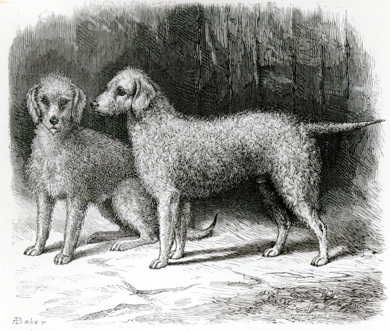 Bedlington Terriery- „Rosebud” pana F. Armstronga i „Nailor” pana A. Armstronga autorstwa English School