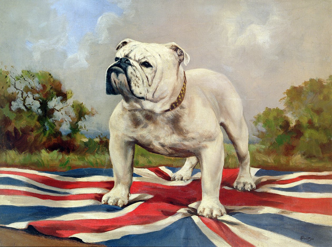 Buldog Brytyjski autorstwa English School