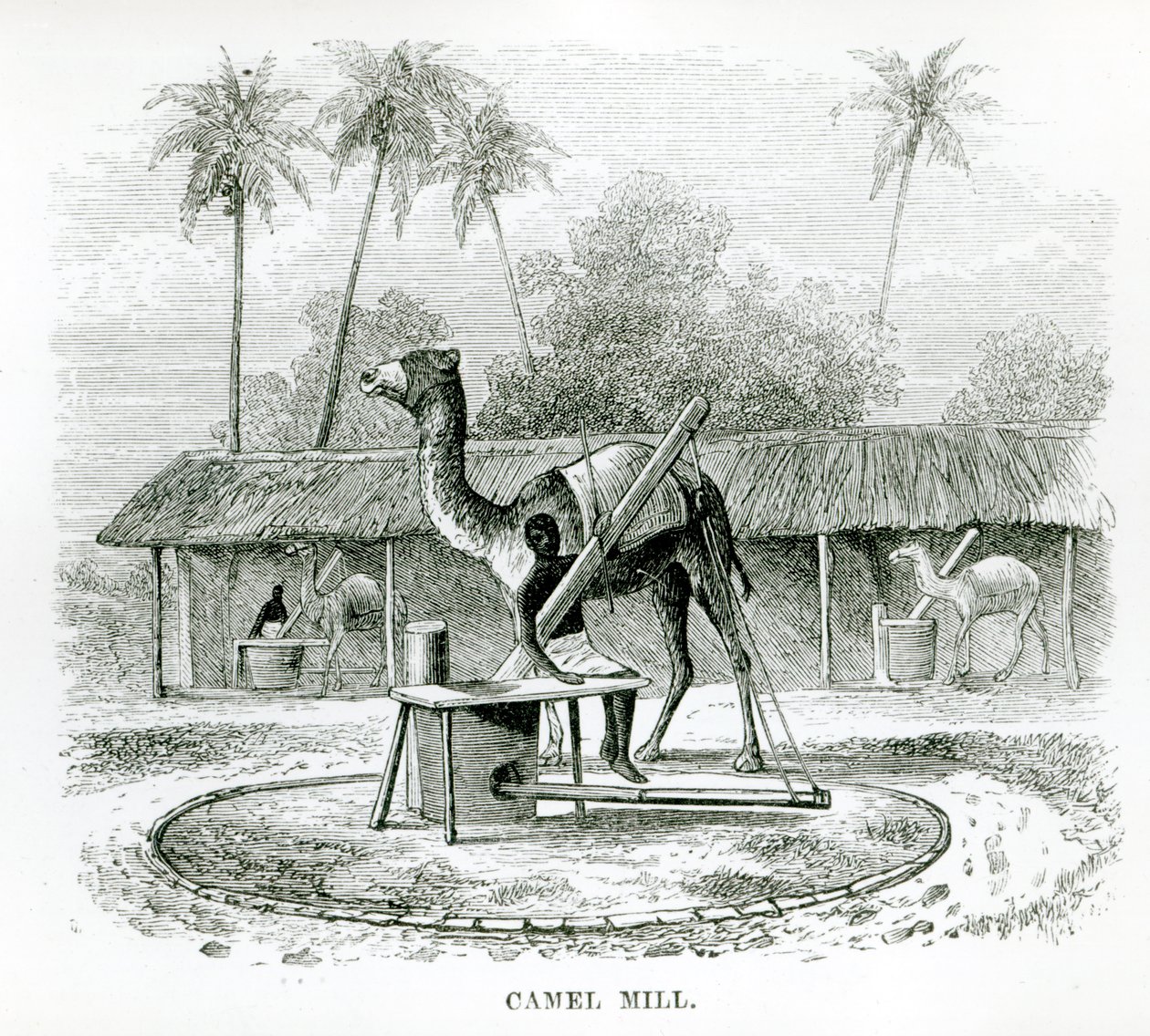 Camel Mill, z „Podróży po Afryce” J.F. Eltona, 1879 autorstwa English School