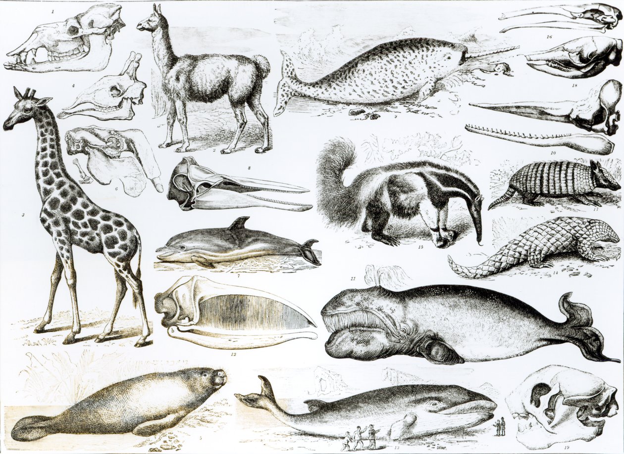 Cetacea Edentata autorstwa English School
