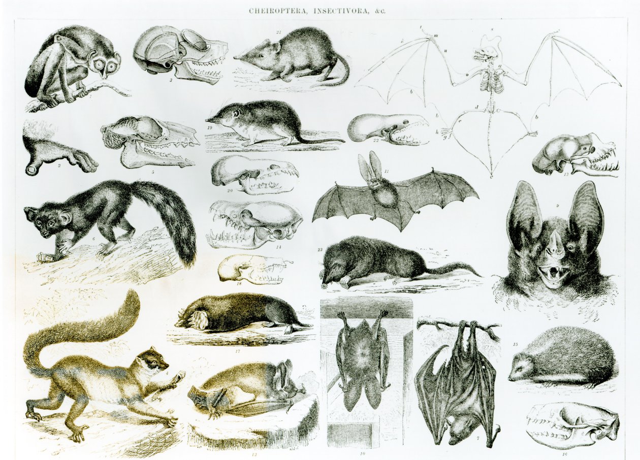 Cheiroptera, Insectivora autorstwa English School