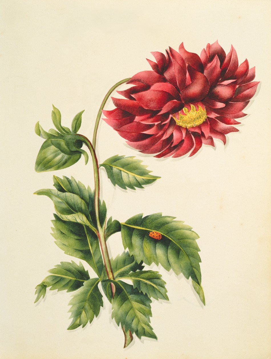 Chryzantema, z Kwiaty, angielski rękopis botaniczny, ok. 1840 (wc) autorstwa English School