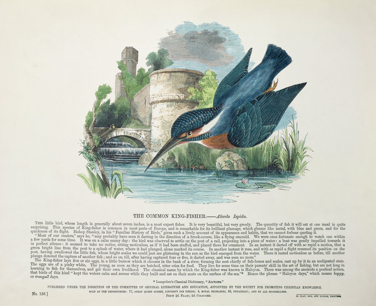 Paprastasis karalius (Alcedo Ispida) poli autorstwa English School