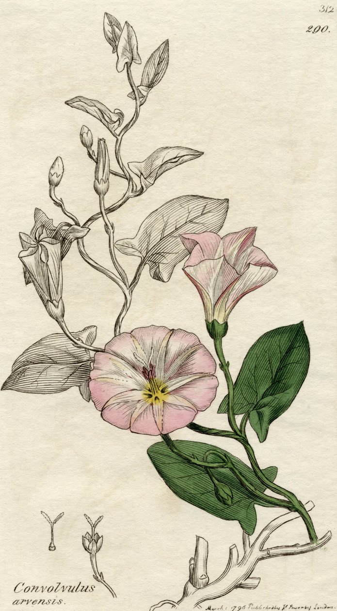 Convolvulus Arvensis, opublikowany w Londynie 1796 autorstwa English School