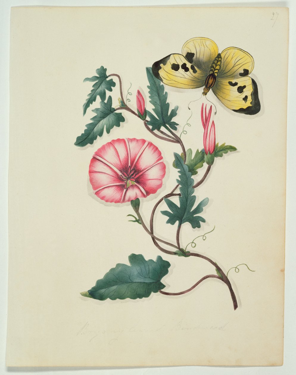 Powój z żółtym motylem, z „Kwiaty”, angielski rękopis botaniczny, ok. 1840 (wc) autorstwa English School