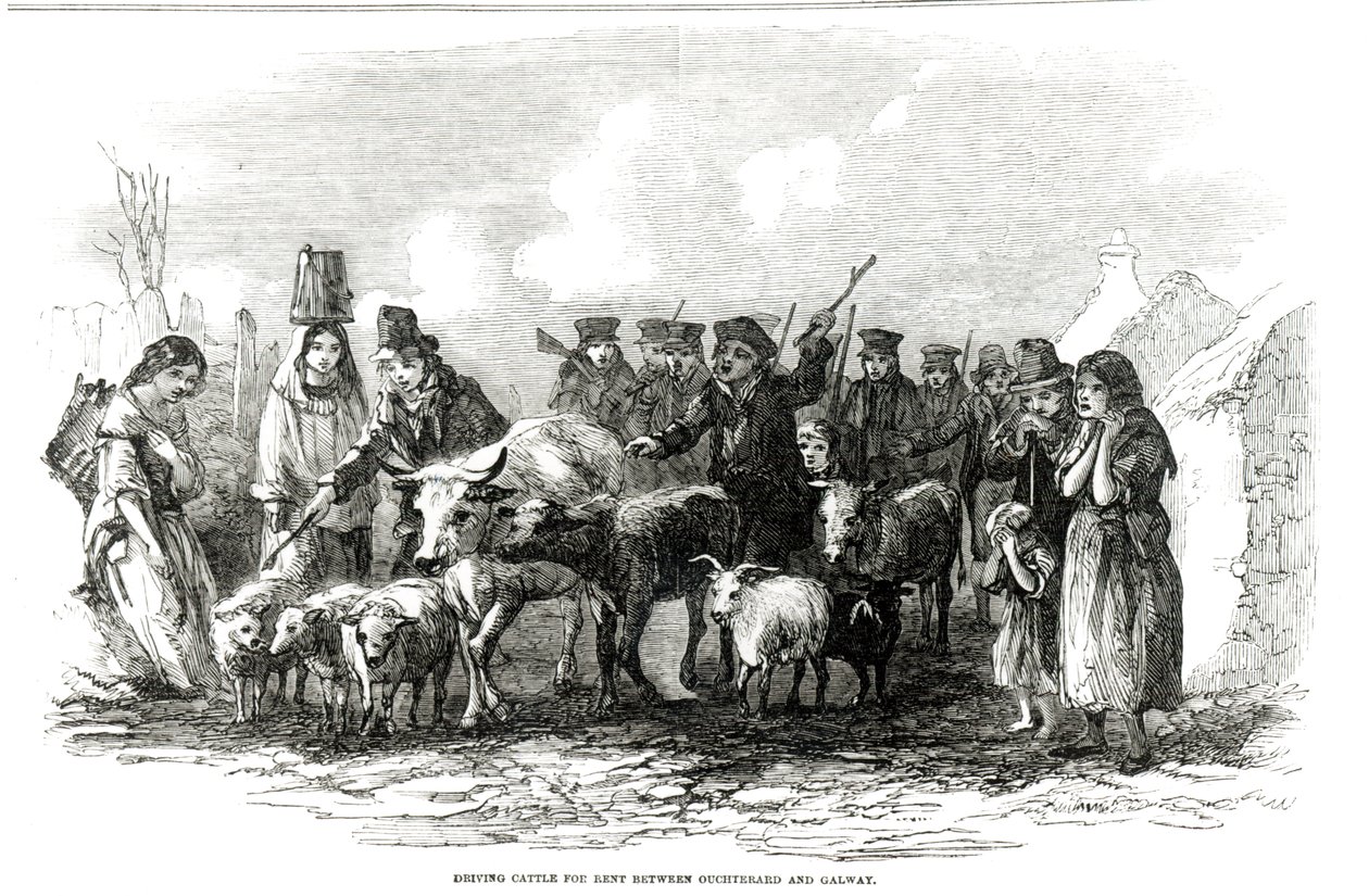 Prowadzenie bydła do wynajęcia między Ouchterard i Galway, z „The Illustrated London News”, 29 grudnia 1849 autorstwa English School