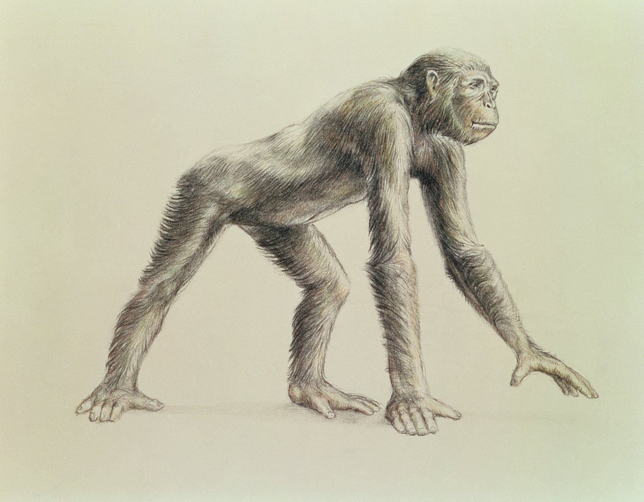 Dryopithecus Africanus poli autorstwa English School