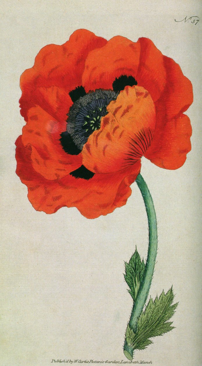 Eastern Poppy (Papaver orientale), płyta 57 z William Curtis The Botanical Magazine (lub Flower Garden Displayed), wyd. 1787 autorstwa English School
