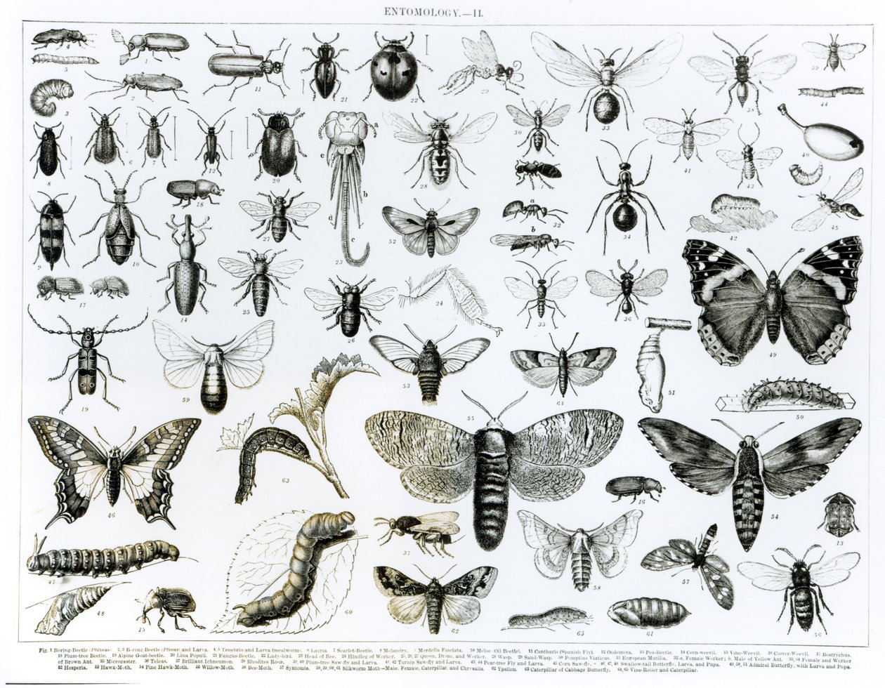 Entomologia autorstwa English School