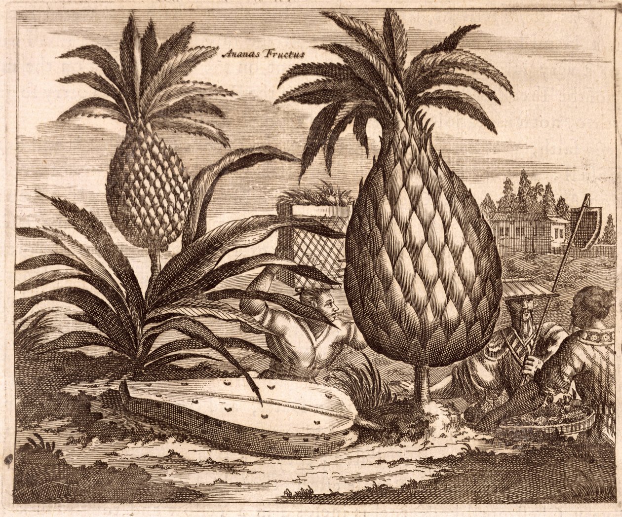 Hodowla dużych ananasów, ilustracja z opisu ambasad w Chinach, 1690 autorstwa English School