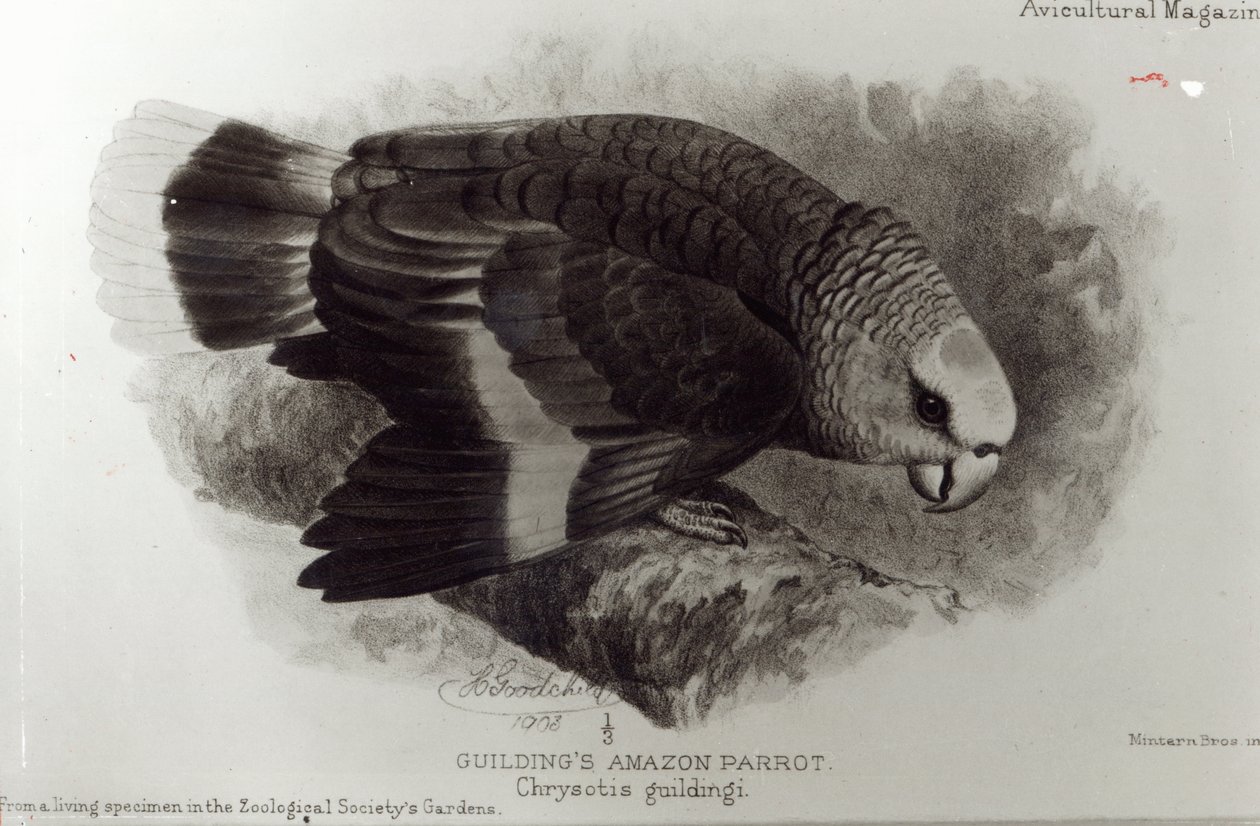 Papuga Amazonka Guildinga, ilustracja z „The Avicultural Magazine”, 1903 autorstwa English School