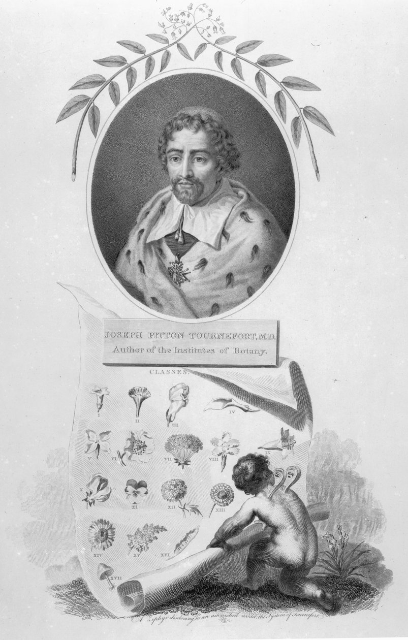 Joseph Pitton de Tournefort autorstwa English School