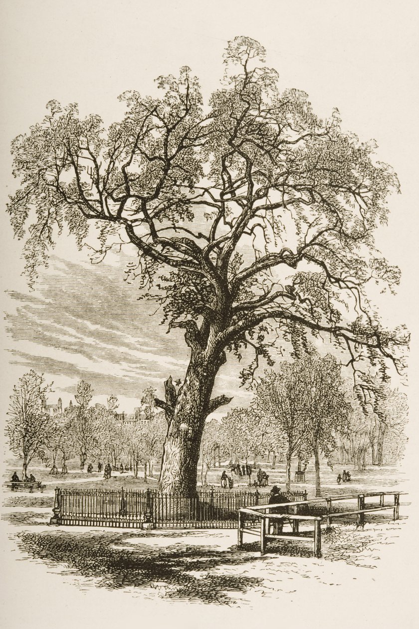 Liberty Tree, Boston Common, ok. 1870, z „American Pictures” opublikowanej przez religijne Towarzystwo Traktowe, 1876 autorstwa English School