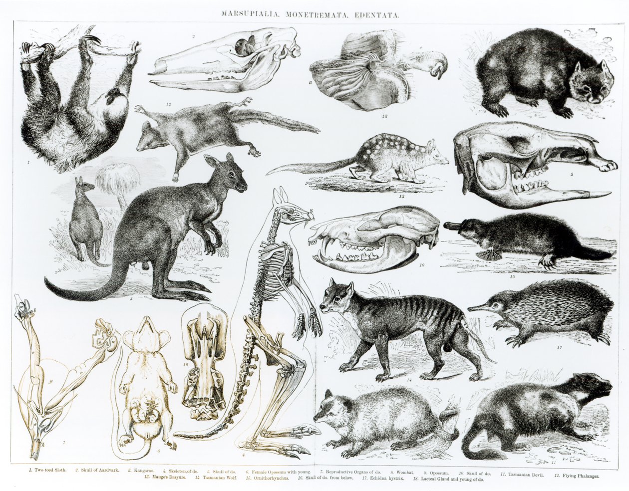 Marsupialia, Monetremata, Edentata autorstwa English School