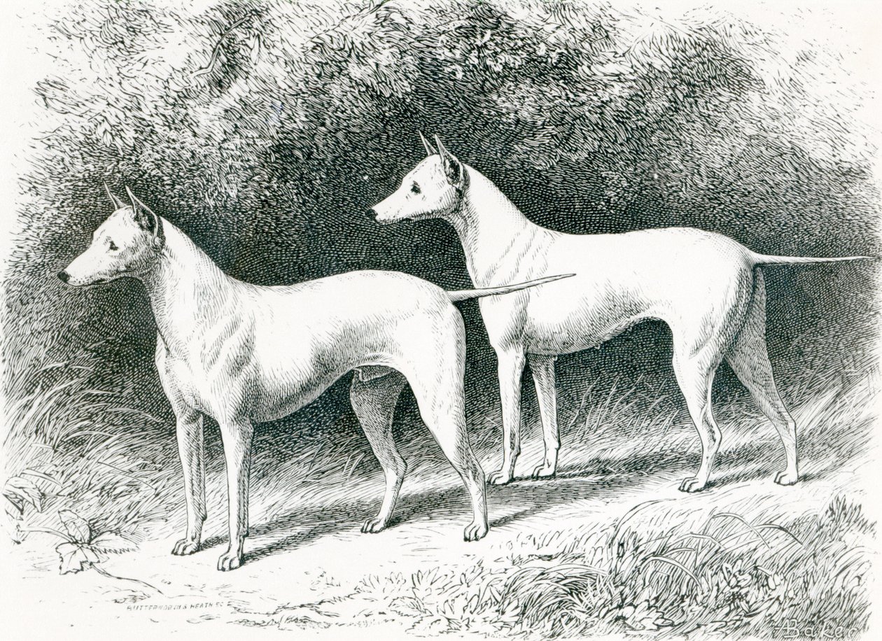Biały terier angielski "Sylvio" i "Sylph" pana Vero Shaw. autorstwa English School